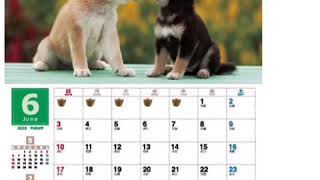 Turn Shiba Inu Calendar into cute wall art 🐕🖼 [upl. by Viafore11]