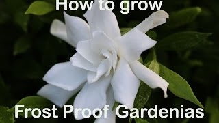 How to grow Frost Proof Gardenia with description and advice [upl. by Beau]