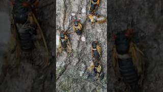 Singing cicadas return to Arkansas [upl. by Eicirtap]