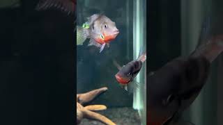 Firemouth Cichlid Community Aquarium tropicalfish aquarcichlids fyp fypyoutube aquariumideas [upl. by Notyep744]