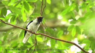 Bearded Bellbird [upl. by Nomead]