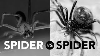 Brown recluse vs black widow sorting facts from fiction [upl. by Ayt15]