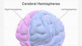 The Cerebral Cortexbrainanatomyandphysiology [upl. by Novikoff140]