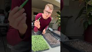 Bumping up snapdragon seedlings for spring blooms [upl. by Aerdno]