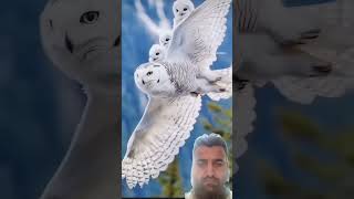 birds Quran tilawat beautiful video youtubeshorts shortvideo video for you [upl. by Dupuy537]