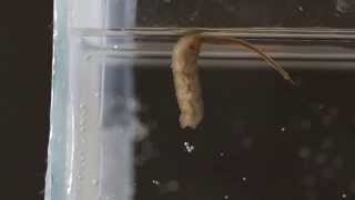 Drone Fly larva aka quotRattailed Maggotquot Eristalis tenax [upl. by Hctub]