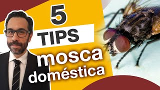 5 TIPS PARA EL MANEJO DE MOSCAS [upl. by Andrien]