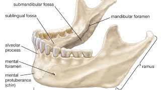 mandible bonesnell anatomy شرح بالعربي [upl. by Lalat]