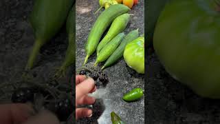 Part of the last harvest before tonight’s freeze luffa tomatoes jalepenos wintercoming [upl. by Jenette]