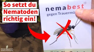 Nematoden gegen Trauermücken einsetzen Schritt für Schritt Anleitung [upl. by Sela]