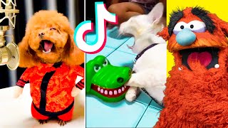 Funniest TIKTOK Animals That WILL Make You Laugh [upl. by Harriman]