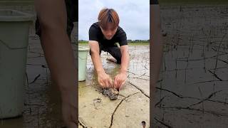 This guy found 3 red fish in the mud😨 shorts viral [upl. by Childers]