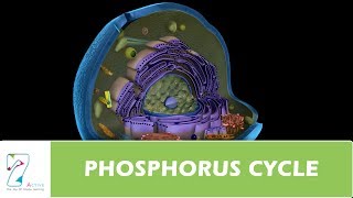 PHOSPHORUS CYCLE [upl. by Haran]