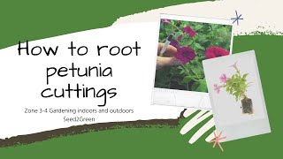 Propagating petunias [upl. by Noneek]