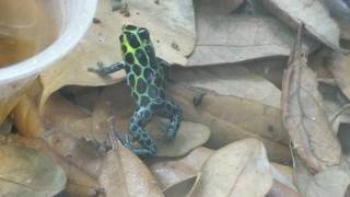 Ranitomeya Highland Variabilis Poison Dart Frog Calling [upl. by Fletcher]