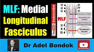 Medial Longitudinal Fasciculus MLF Dr Adel Bondok Making Neuronatomy Easy [upl. by Wetzel]