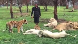 Tiger Saves Man From A Leopard Attack [upl. by Ynohtnacram553]