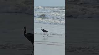 The reddish egret is the rarest egret species found in North America Ocean Shore Birds beach [upl. by Amrac125]