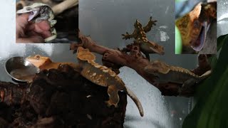 Cohab Crested geckos Can you Should you [upl. by Anawik]