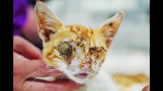 KITTY RESCUED FROM HORROR SHE WAS GOING TO BE FED TO THE DOGS [upl. by Oilime]