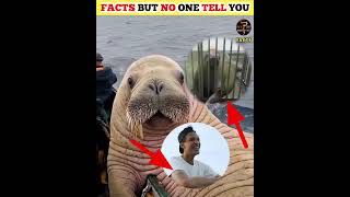 WHY DO WALRUS BREAK THEIR TEETH 😲😲 [upl. by Rosalynd596]