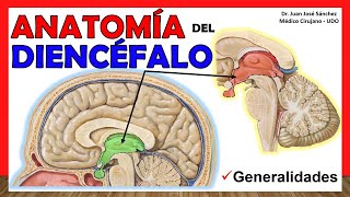 🥇 Anatomía del DIENCÉFALO Generalidades ¡Explicación Sencilla [upl. by Enyt]