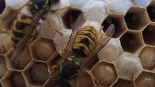 Volucella inanis larvae in a common wasp nest [upl. by Letnuahs]