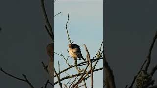 Meadow Pipits morning routine  Раніца Лугавога свірстуна birds nature wildlife birdwatching [upl. by Lorenzo567]