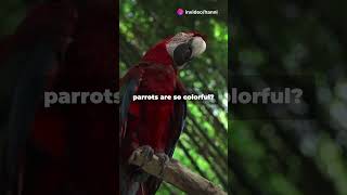 quotUnveiling the Vibrant World of Parrots Natures Colorful Communicatorsquot facts animals [upl. by Dinin369]