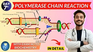 pcr biochemistry  polymerase chain reaction biochemistry [upl. by Artinek]