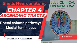 Medial leminiscus I Dorsal column pathway  Chapter 4  Snells Neuroanatomy [upl. by Pinsky]