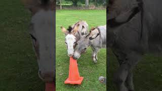 Watch my mini donkeys if you need a smile [upl. by Tnemelc]