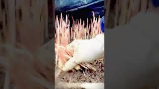 mushroom harvesting and drying after harvest shorts [upl. by Traver]