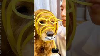 Durstiger Hund trinkt Orangen Saft shorts youtubeshorts hund lustig [upl. by Chadd]