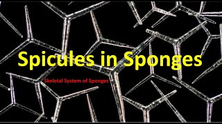 Types of Spicules in Sponges  Skeletal system in Porifera  spicules questions  NEET BSc Medical [upl. by Rawde]