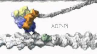 Animation of Myosinbased motility muscle contraction [upl. by Rehtnug]