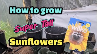 How to grow super tall sunflowers part 1 [upl. by Blinni]