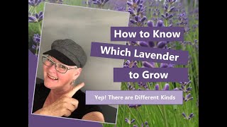 What is the Best Kind of Lavender to Plant and How to Use It [upl. by Ecirtnahs]