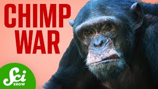 The Chimp War that Shocked The World [upl. by Niltac739]