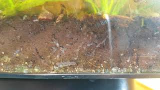 Amphipods scuds Burrowing in Soil Substrate [upl. by Browning490]