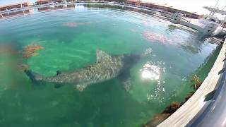 Bull Shark Encounter Bimini Bahamas [upl. by Llovera]