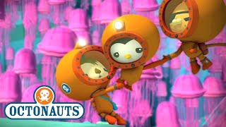 Octonauts  The Jellyfish Bloom  Full Episode 36  OctonautsandFriends [upl. by Sharma]