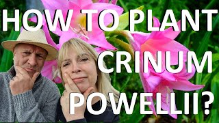 How to Plant and Grow Crinum Bulbs  Crinum Powellii Powells Swamp Lily [upl. by Silevi]