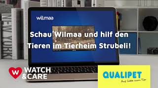 Wilmaa watchampcare  Tierheim Strubeli [upl. by Trevlac]