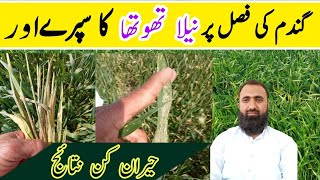 Impacts of Copper Sulphate on Wheat CropBilal Kanju Official [upl. by Ahsehat509]