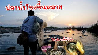 หมานสุดๆ ฝนตกปลาน้ำโขงขึ้นได้ปลาเต็มข้อง  Wow A lot of Fish MEKONG River [upl. by Leizo]