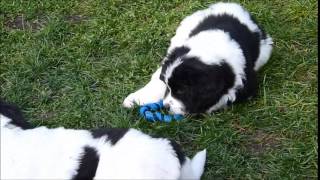 Landseer puppies first 12 weeks [upl. by Pineda985]