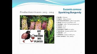 Eucomis comosa Sparkling burgundy plante vivace [upl. by Yeslehc821]