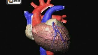 Heartbeat Explained  Lub dub  Cardiac cycle  Heart Sound  Human Anatomy video 3D  elearnin [upl. by Nyllaf]