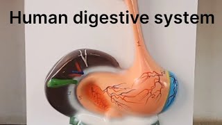 Human digestive system  Alimentary Canal [upl. by Dez]